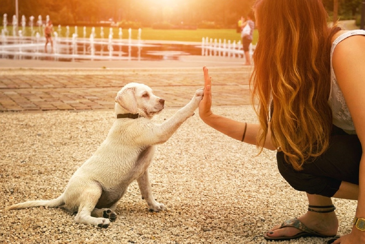 معرفی اصول مهم در تربیت سگ
