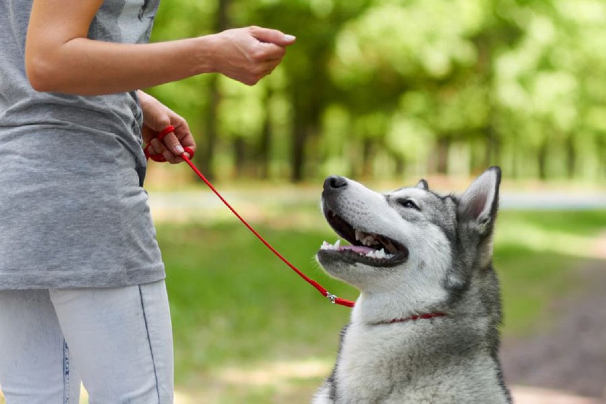 وسایل و تجهیزات لازم برای آموزش سگ