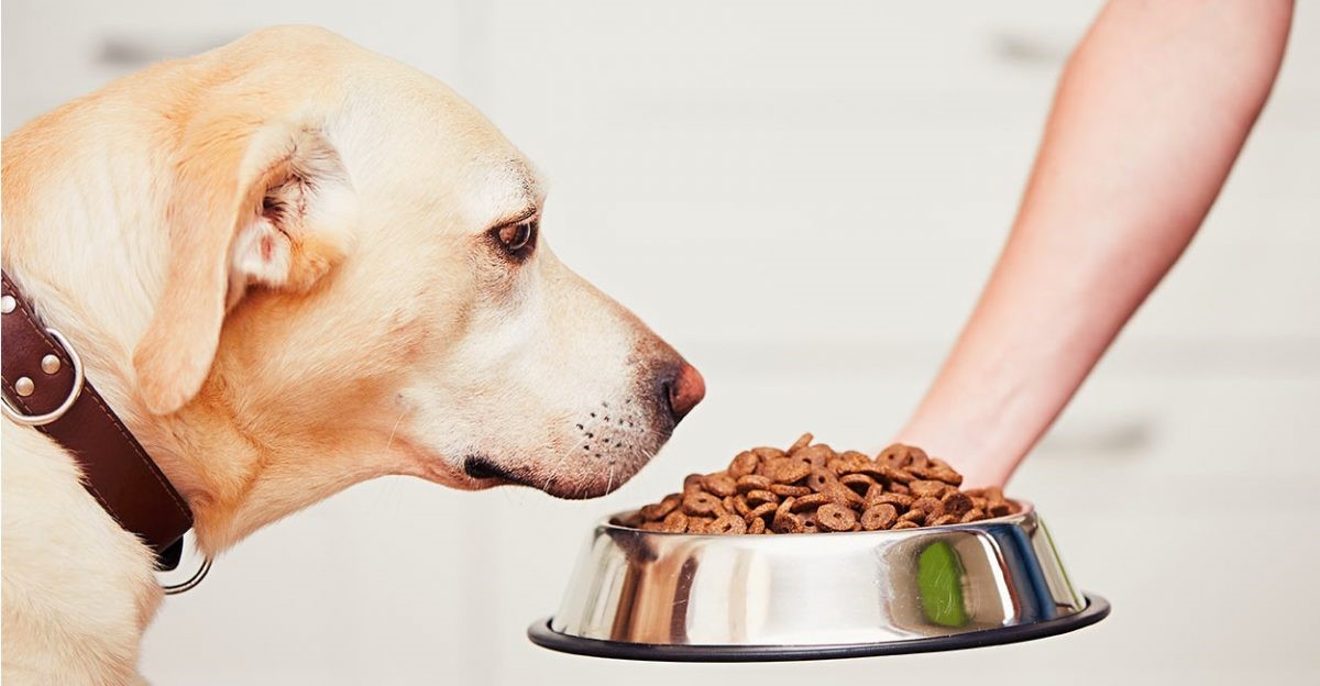 برای بهبود وضعیت تغذیه سگ از کدام غذای مکمل سگ استفاده کنیم