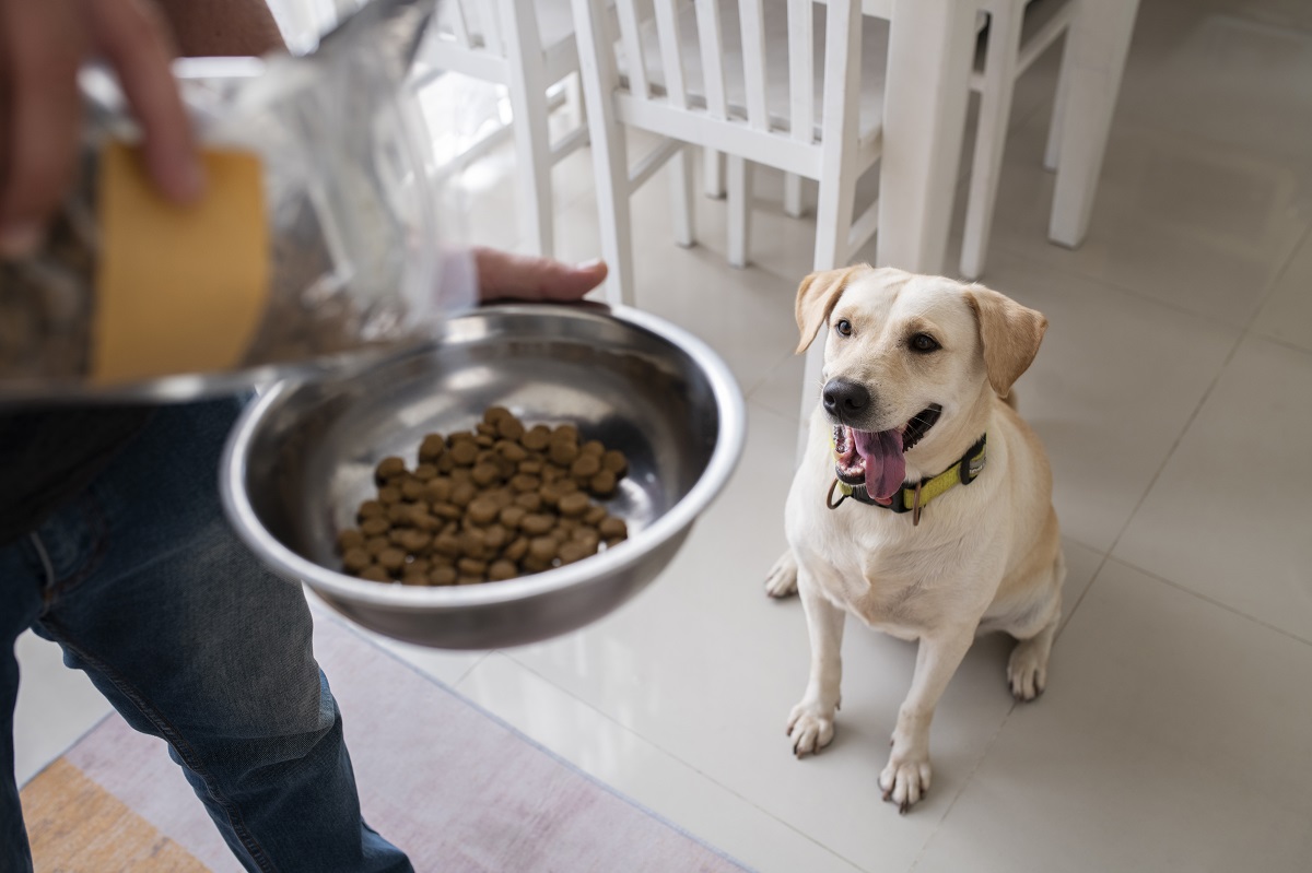 غذاهای پروتئین بالا برای سگ‌ها