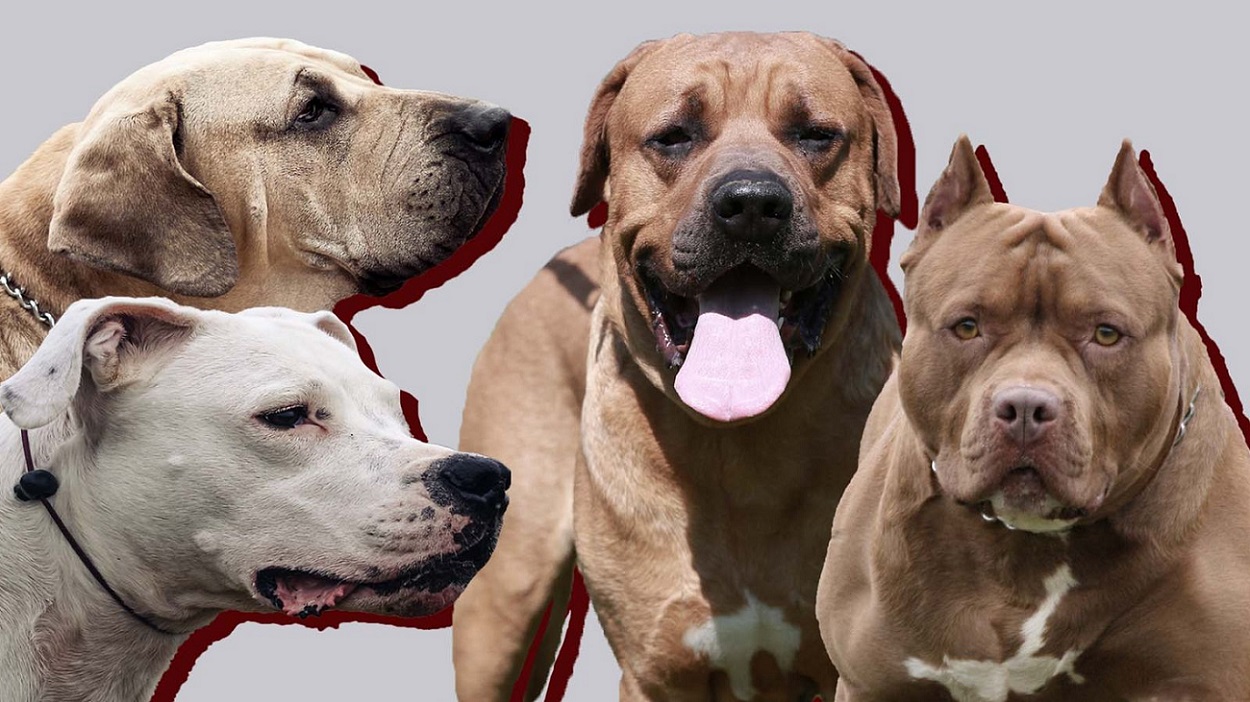 10 مورد از خطرناک ترین نژادهای سگ در دنیا را بشناسیم
