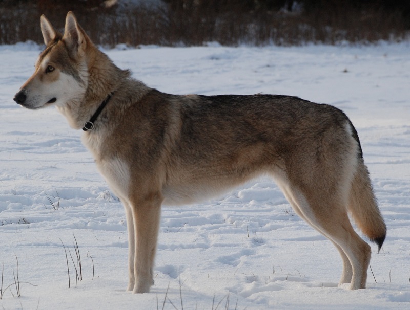 سگ گرگ (Wolfdog)